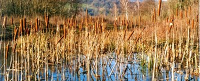 Sentier de découverte des Tourbières de l'Herretang