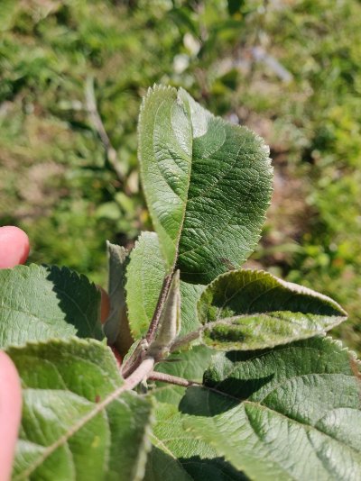 Atelier d'initiation à la greffe d'arbres fruitiers