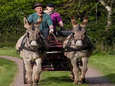 Découverte du bocage avec un âne du Cotentin