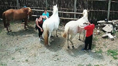 Ferme équestre de Ty Marc'h