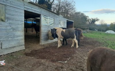 Ferme équestre du Litli Hestur