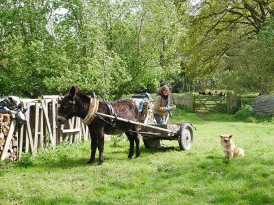 Randonnées avec un âne