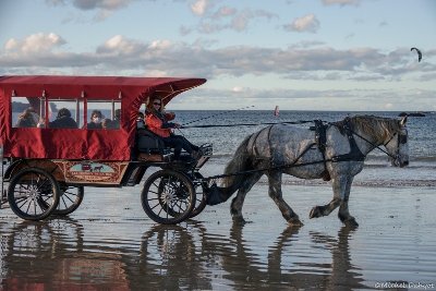 Les Chevaux de la Mer