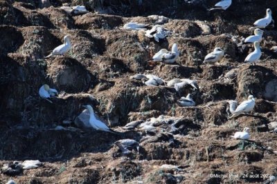 L'oeil du goéland sur l'avenir