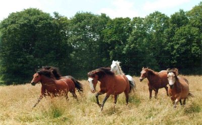 Les Chevauchées Alter