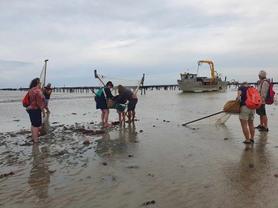 Rando-initiation pêche à pied en Baie du Mt-St-Michel