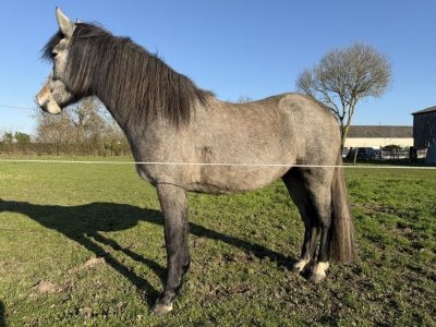 Poney-Club du Gouët