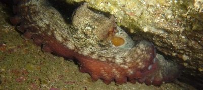Octopus Plongée