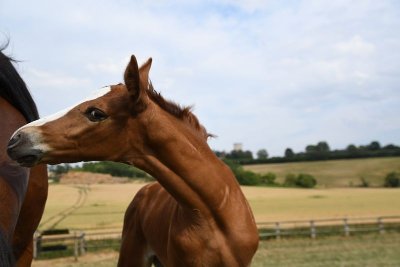 Les Écuries de la Mancelière