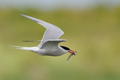 Les Excursions du Chevalier Arlequin