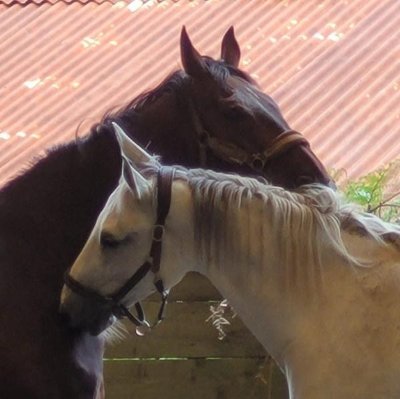 Écurie de Keroullé - FERMÉE