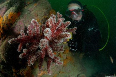 Plongée sous-marine Angélus Plongée