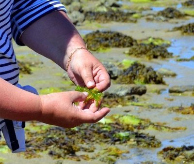 Balade autour des algues et visite de la Ferme Marine