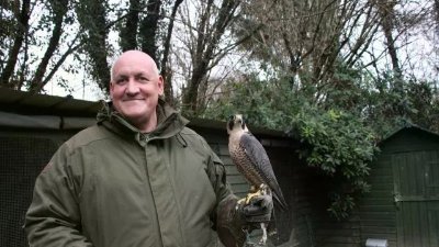 La Fauconnerie en Bretagne