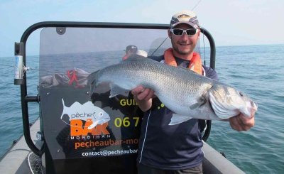Pêche au Bar - Morbihan