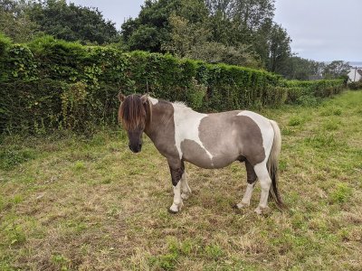 Centre équestre Traon Elorn