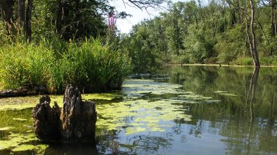 Reserve naturelle de l'île du Rohrschollen