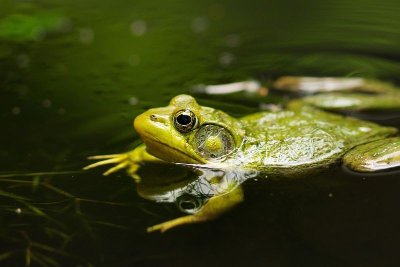 Printemps de la biodiversité - Sortie nocturne à la rencontre des amphibiens
