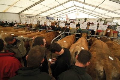 Festival des Bœufs Gras de Pâques Laguiole