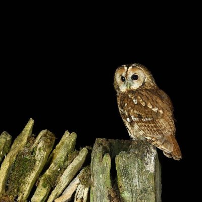 Visite guidée "Un cri dans la nuit"
