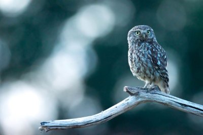 Les seigneurs de la nuit