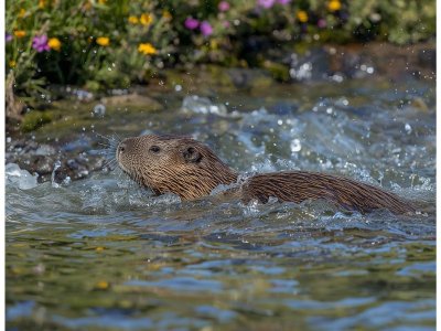 Sortie nature : "Le castor : futur de la Réserve Naturelle Régionale"