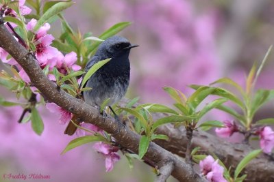 Reconnaissance des chants d’oiseaux