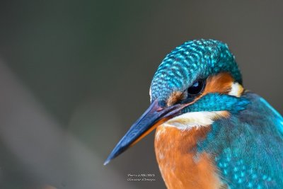 Conte, comptine et mandoline - COMPLET