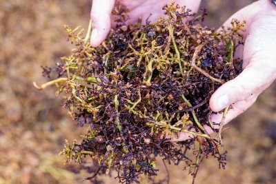 Atelier peinture et dégustation