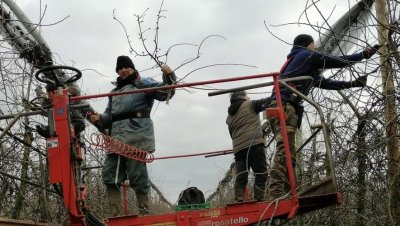La taille des fruitiers Stage