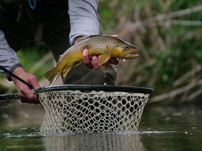 Pêche spéciale truite