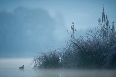 BALADE PHOTO NATURE A LA RENCONTRE DES OISEAUX