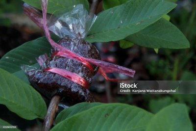 Bourse aux greffons - Démonstration de greffes