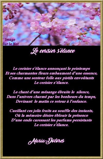 Cerisiers en poésie