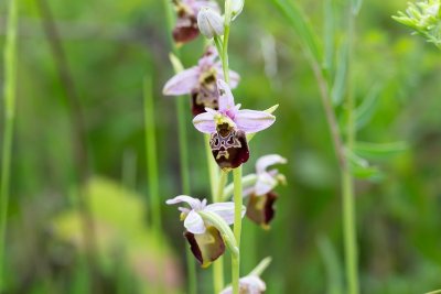 Sentier des orchidées sauvages