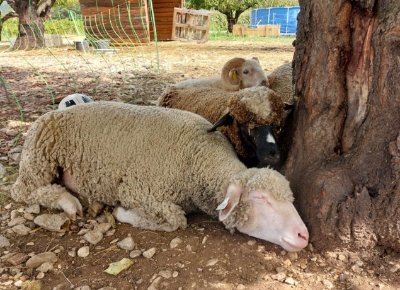 Ferme découverte La Grand Terre
