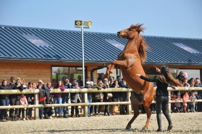 Concours de sauts d’obstacles et de dressage