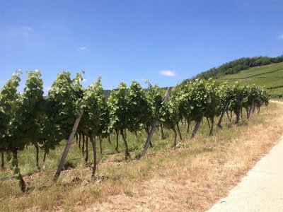 Sentier viticole de Marlenheim
