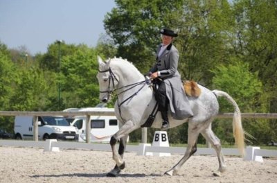 Stage équitation de travail - Equifeel