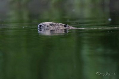 Visite guidée : Sur la piste du castor