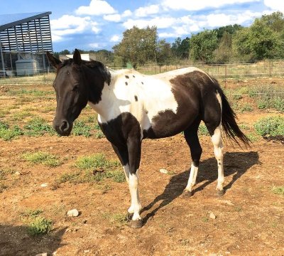 Centre Équestre les Ecuries du Banassou