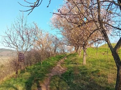 Circuit vert (court) - Colline des amandiers