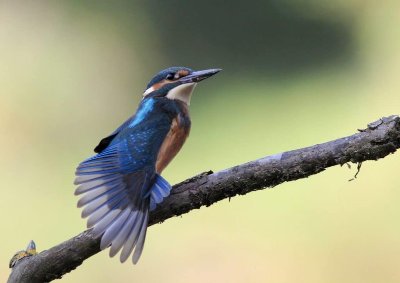 Stand éphémère ornithologique