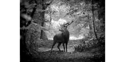 Exposition photos animalières