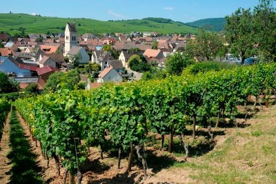 Vigneron d'un jour - Domaine Specht