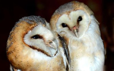 Printemps des nocturnes à Der Nature