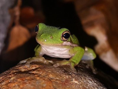 L'ABC DU HAUT-MINERVOIS - FREQUENCE GRENOUILLE