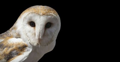 Conférence : la chouette nuit