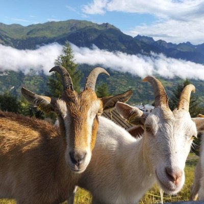 La mini ferme du Forperet