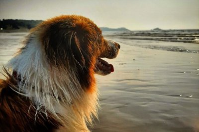 Cani Plouf - Plage pour chien